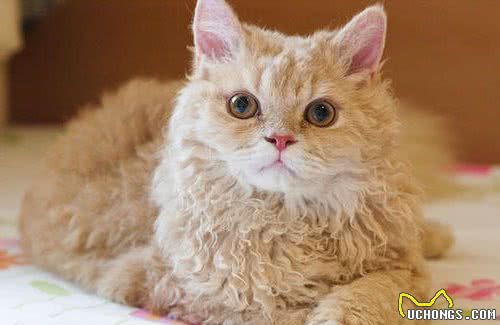 常常被人误会的小猫咪，这发型是出自Tony老师之手吗
