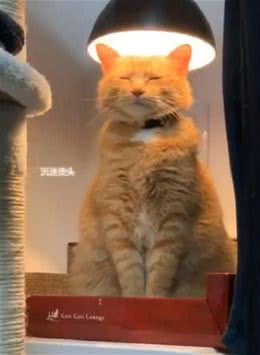 常常被人误会的小猫咪，这发型是出自Tony老师之手吗