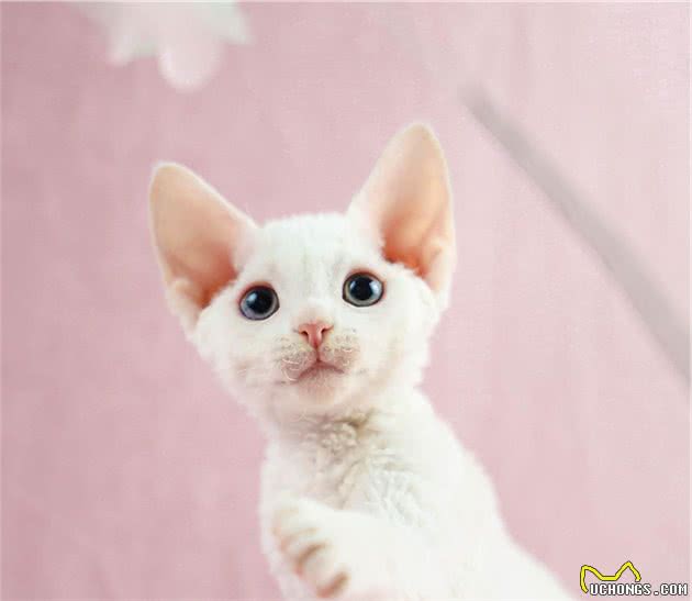 买猫时，怎样才能选到粘人的小猫咪