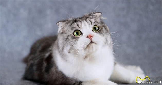 6种超级粘人爱主人的猫咪，养了它们以后你就别想独自呆着了