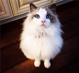 6种超级粘人爱主人的猫咪，养了它们以后你就别想独自呆着了
