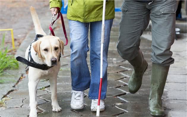 假服务犬的问题