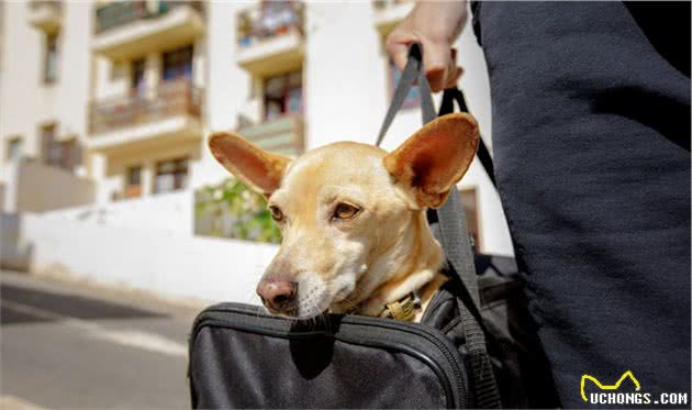 假服务犬的问题