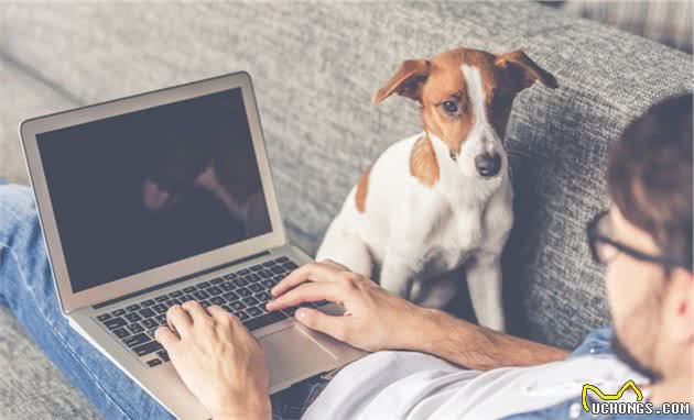 假服务犬的问题