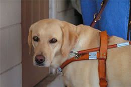 假服务犬的问题