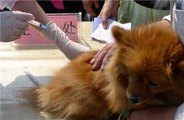 幼犬身体虚弱应该怎么补充营养？