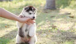 狗狗总是咬主人的手，该怎么制止它？5个方法纠正狗狗咬手坏习惯