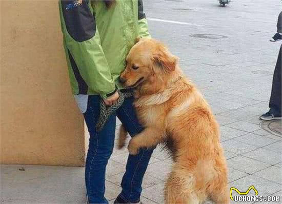 狗狗喜欢飞扑？主人需要先确定原因，然后再对症下药进行训练