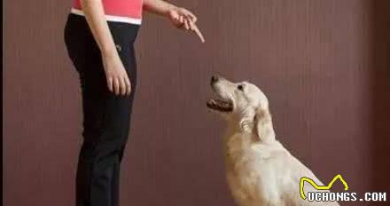 狗狗喜欢飞扑？主人需要先确定原因，然后再对症下药进行训练