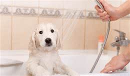 家里养狗狗的，家里备好这些药，小病不用去医院