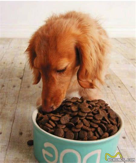 爱犬毛发打结很头疼？教你几招解决毛发打结