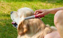爱犬毛发打结很头疼？教你几招解决毛发打结