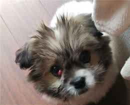 收留一只串串狗得了第三眼睑增生，这个原因让它经历了2次手术