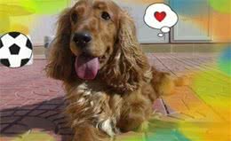 可卡犬的性格怎么样？适合什么人饲养呢？
