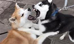 狗狗打架受伤之后怎么处理