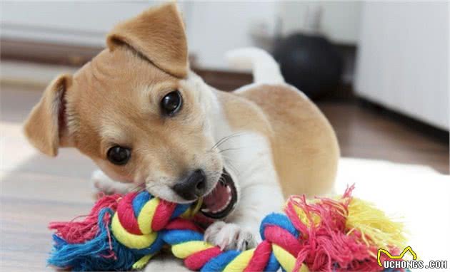 养狗堪比养孩子，都是第一次做主人，但训犬师这8个建议能帮你