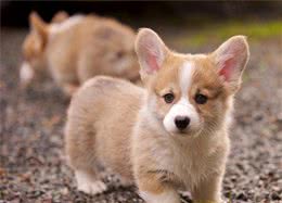 养狗堪比养孩子，都是第一次做主人，但训犬师这8个建议能帮你