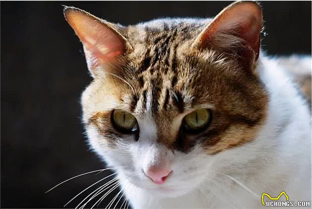 带你详细了解“土猫”的分类