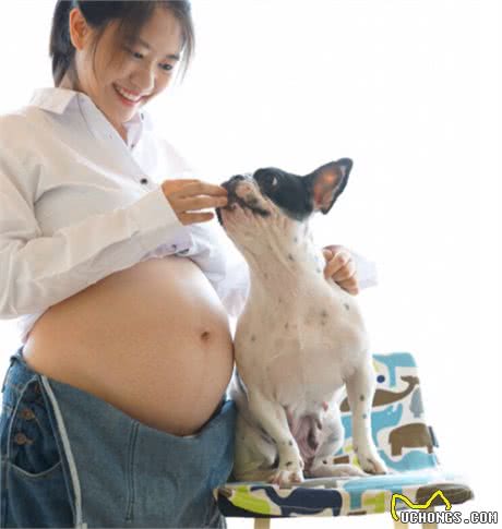 怀孕了，狗狗就要被送走吗？
