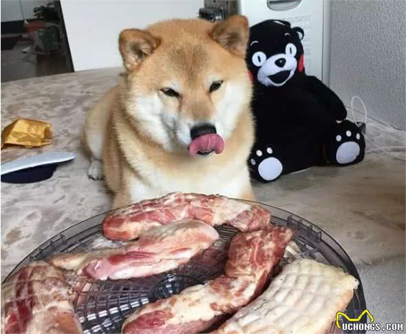 怀孕了，狗狗就要被送走吗？