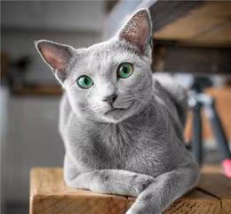 猫界最“温顺”的几种猫，脾气很好，有你家同款吗？