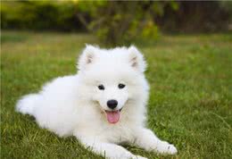 你知道上班族应该怎么照顾狗吗？教你几招，上班族也能养好狗