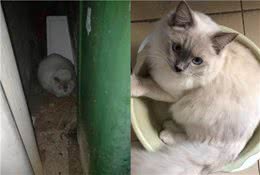 猫咪走丢之后，如何快速找回