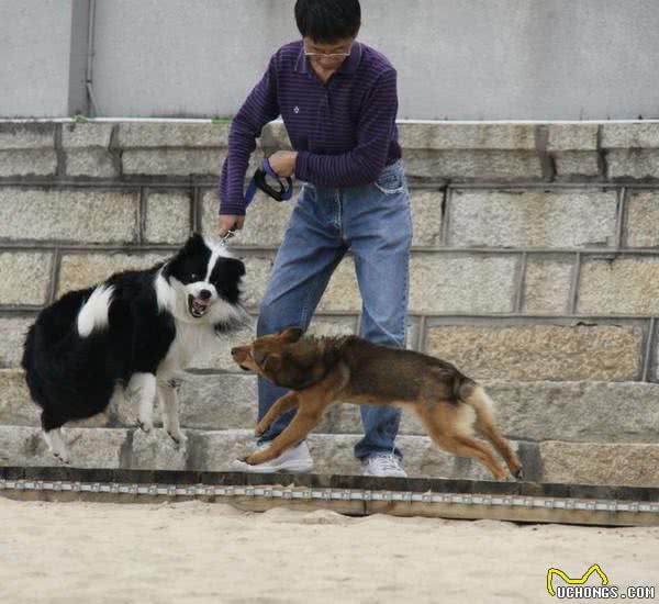 狗狗打架不敢劝架，只能干着急？看完这四点主人能恍然大悟
