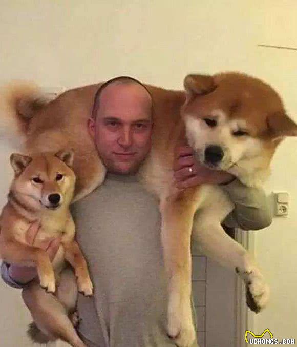 秋田、柴犬，傻傻分不清楚，它们俩有何不同之处呢？