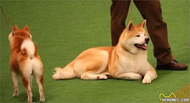 秋田、柴犬，傻傻分不清楚，它们俩有何不同之处呢？