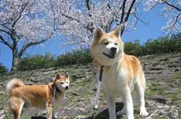 秋田、柴犬，傻傻分不清楚，它们俩有何不同之处呢？