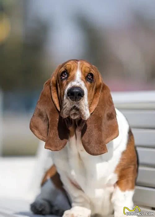 点指名犬—迷人的“大耳朵”，巴塞特猎犬