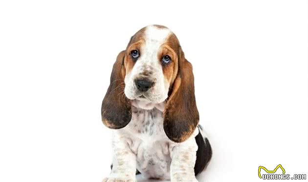 点指名犬—迷人的“大耳朵”，巴塞特猎犬