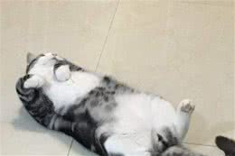 给猫狗绝育的好处有哪些？看完终于不用再纠结了