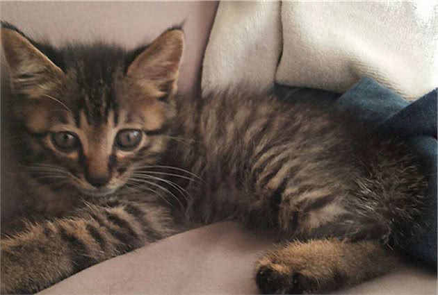 狸花猫背着门走？竟是因为太胖导致卡门，无奈将门带回家