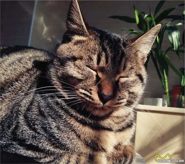 狸花猫背着门走？竟是因为太胖导致卡门，无奈将门带回家