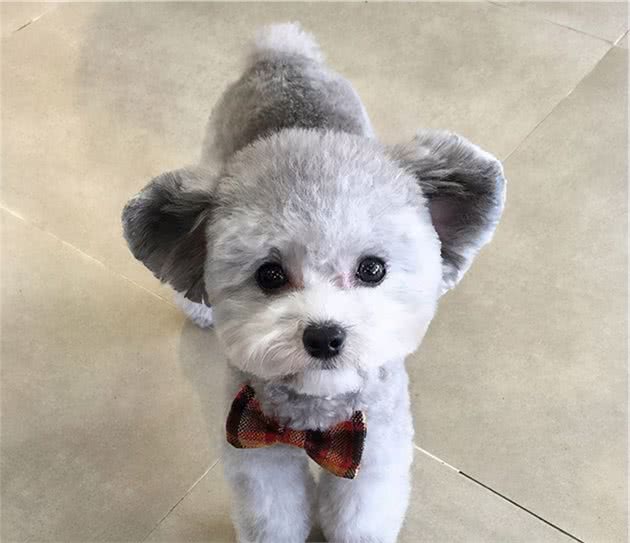 灰色贵宾犬为什么比较“受欢迎”？看完后，我也想养一只了