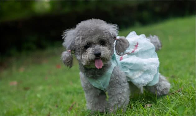 灰色贵宾犬为什么比较“受欢迎”？看完后，我也想养一只了