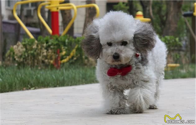 灰色贵宾犬为什么比较“受欢迎”？看完后，我也想养一只了