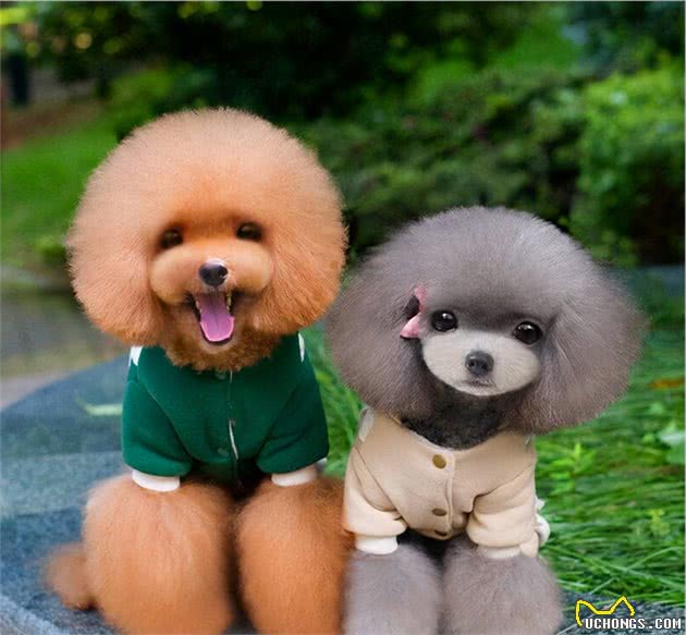 灰色贵宾犬为什么比较“受欢迎”？看完后，我也想养一只了
