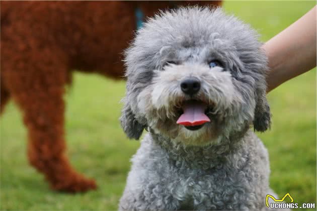 灰色贵宾犬为什么比较“受欢迎”？看完后，我也想养一只了