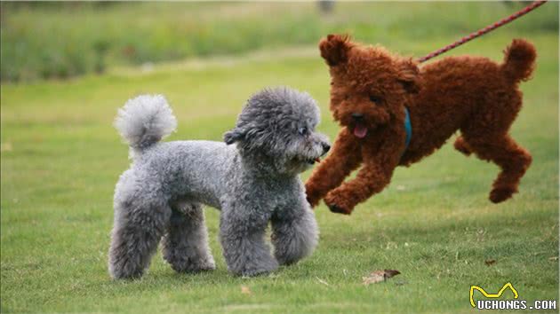 灰色贵宾犬为什么比较“受欢迎”？看完后，我也想养一只了