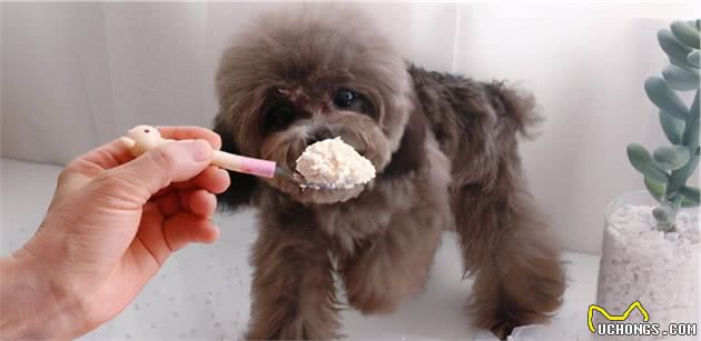 灰色贵宾犬为什么比较“受欢迎”？看完后，我也想养一只了