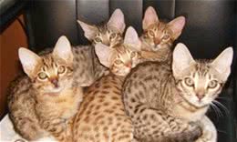 猫咪百科之奥西猫