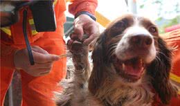 废墟中的搜救犬！脚都烂了却还不肯休息，获救者见后忍不住落泪