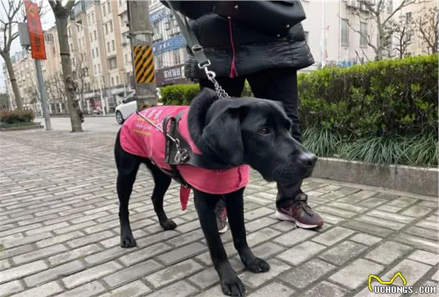 导盲犬不能在小区排尿？视障阿姨哭诉，邻居烦恼！总算有办法了