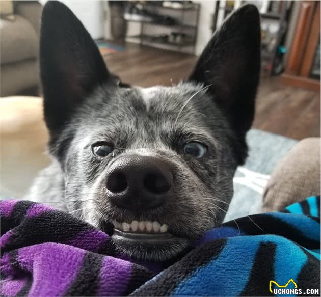 世界上最快乐的狗！澳洲牧羊犬发育不良鼻歪眼斜，却始终保证微笑