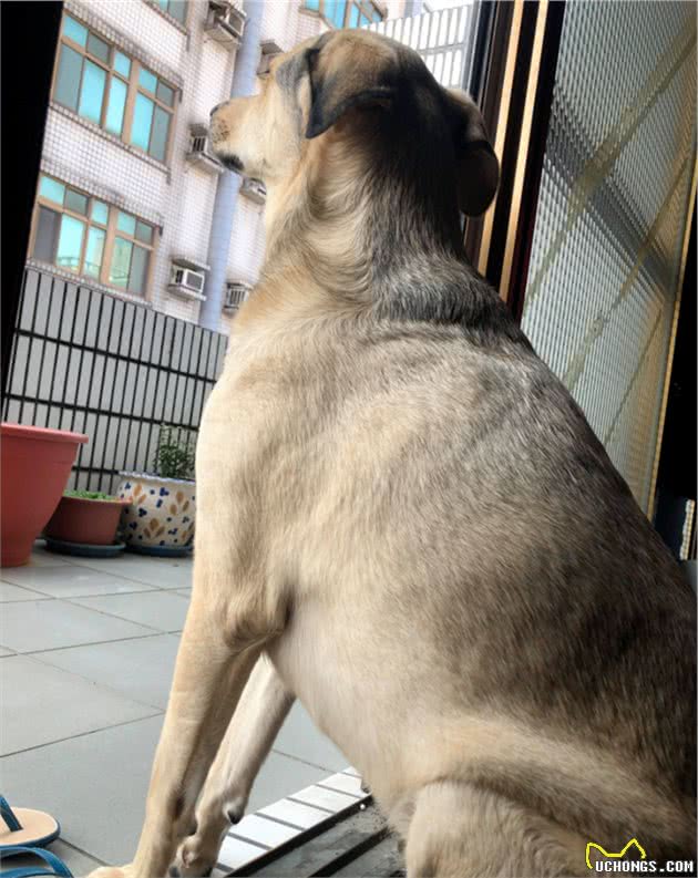 狗狗抬着脚脚不放，主人以为它受伤，可结果：洁癖犯了