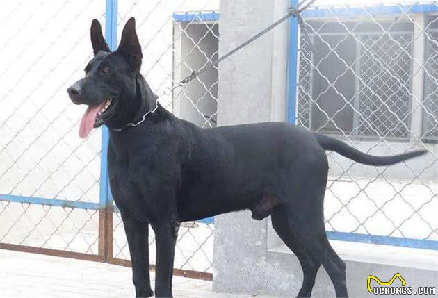 这些狗，被称为“犬中四煞”，你知道有谁吗？