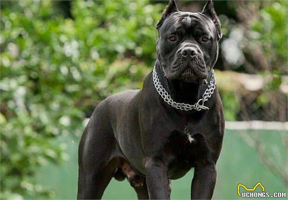这些狗，被称为“犬中四煞”，你知道有谁吗？
